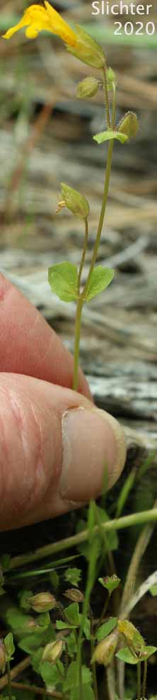 Small-leaf Monkeyflower: Erythranthe microphylla (Synonyms: Mimulus guttatus, Mimulus guttatus var. depauperatus, Mimulus guttatus var. laxus, Mimulus guttatus var. microphyllus, Mimulus laxus, Mimulus microphyllus)