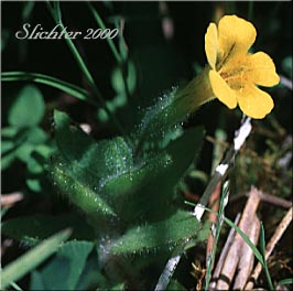 Musk Monkeyflower, Musk-flower Monkeyflower, Musk-flowered Monkey Flower, Sticky Monkey-flower: Erythranthe moschata (Synonyms: Mimulus moschatus, Mimulus moschatus var. moschatus, Mimulus moschatus var. pallidiflorus, Mimulus moschatus var. sessilifolius)