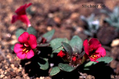 Dwarf Monkeyflower, Dwarf Purple Monkeyflower, Dwarf Purple Monkey Flower: Diplacus nanus (Synonyms: Mimulus nanus, Mimulus nanus ssp. nanus, Mimulus nanus var. nanus)