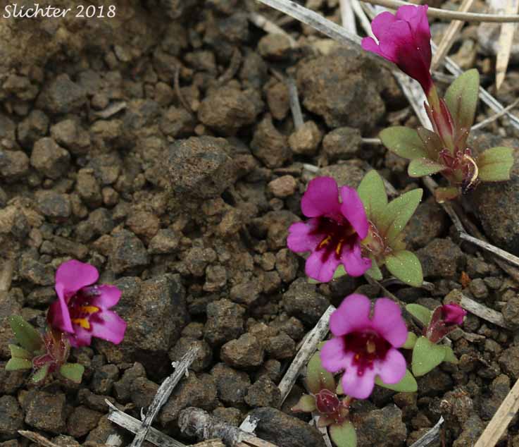 Dwarf Monkeyflower, Dwarf Purple Monkeyflower, Dwarf Purple Monkey Flower: Diplacus nanus (Synonyms: Mimulus nanus, Mimulus nanus ssp. nanus, Mimulus nanus var. nanus)