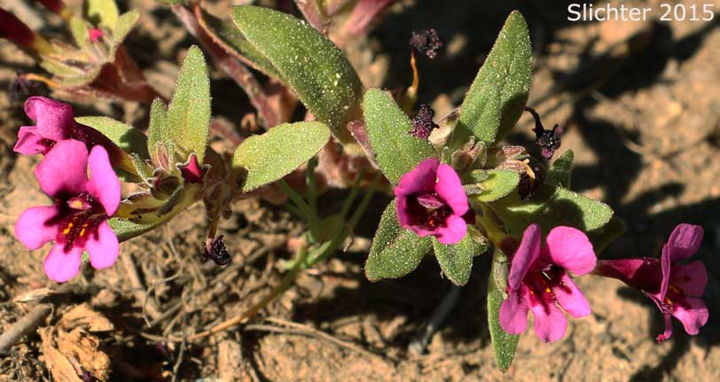 Dwarf Monkeyflower, Dwarf Purple Monkeyflower, Dwarf Purple Monkey Flower: Diplacus nanus (Synonyms: Mimulus nanus, Mimulus nanus ssp. nanus, Mimulus nanus var. nanus)