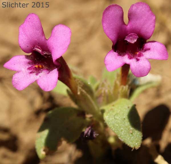 Dwarf Monkeyflower, Dwarf Purple Monkeyflower, Dwarf Purple Monkey Flower: Diplacus nanus (Synonyms: Mimulus nanus, Mimulus nanus ssp. nanus, Mimulus nanus var. nanus)