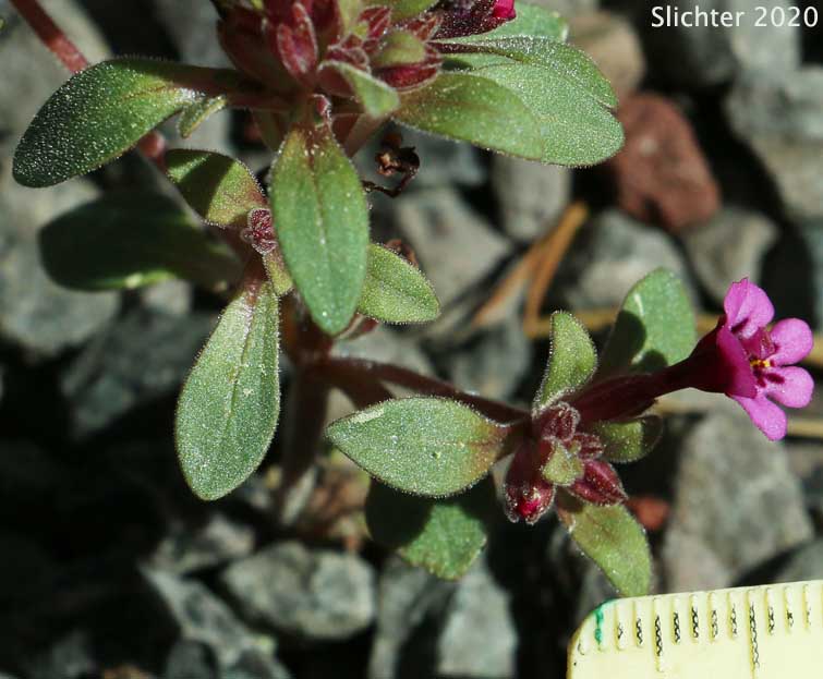 Dwarf Monkeyflower, Dwarf Purple Monkeyflower, Dwarf Purple Monkey Flower: Diplacus nanus (Synonyms: Mimulus nanus, Mimulus nanus ssp. nanus, Mimulus nanus var. nanus)