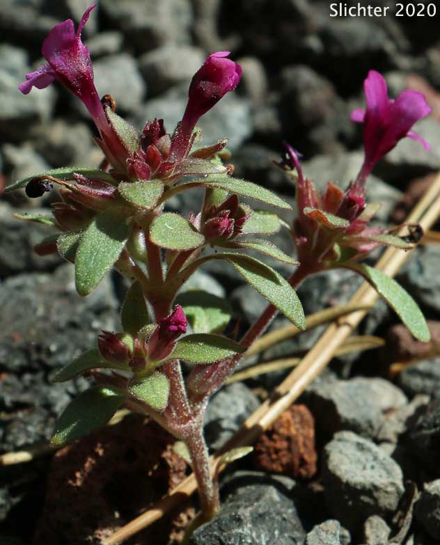 Dwarf Monkeyflower, Dwarf Purple Monkeyflower, Dwarf Purple Monkey Flower: Diplacus nanus (Synonyms: Mimulus nanus, Mimulus nanus ssp. nanus, Mimulus nanus var. nanus)