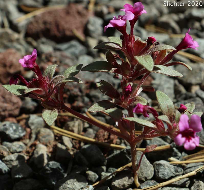 Dwarf Monkeyflower, Dwarf Purple Monkeyflower, Dwarf Purple Monkey Flower: Diplacus nanus (Synonyms: Mimulus nanus, Mimulus nanus ssp. nanus, Mimulus nanus var. nanus)