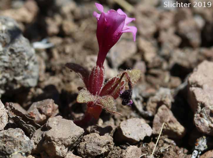 Dwarf Monkeyflower, Dwarf Purple Monkeyflower, Dwarf Purple Monkey Flower: Diplacus nanus (Synonyms: Mimulus nanus, Mimulus nanus ssp. nanus, Mimulus nanus var. nanus)