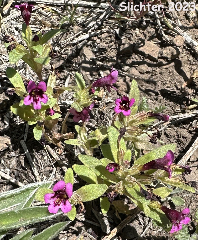 Dwarf Monkeyflower, Dwarf Purple Monkeyflower, Dwarf Purple Monkey Flower: Diplacus nanus (Synonyms: Mimulus nanus, Mimulus nanus ssp. nanus, Mimulus nanus var. nanus)
