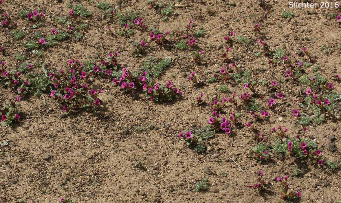 Habitat of Dwarf Monkeyflower, Dwarf Purple Monkeyflower, Dwarf Purple Monkey Flower: Diplacus nanus (Synonyms: Mimulus nanus, Mimulus nanus ssp. nanus, Mimulus nanus var. nanus)