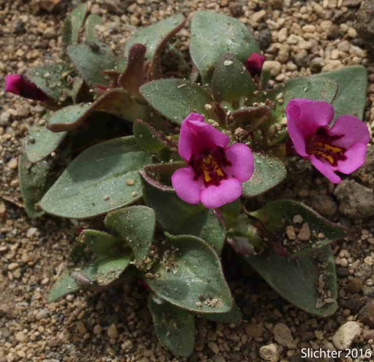 Dwarf Monkeyflower, Dwarf Purple Monkeyflower, Dwarf Purple Monkey Flower: Diplacus nanus (Synonyms: Mimulus nanus, Mimulus nanus ssp. nanus, Mimulus nanus var. nanus)