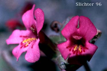 Flowers of Mimulus nanus