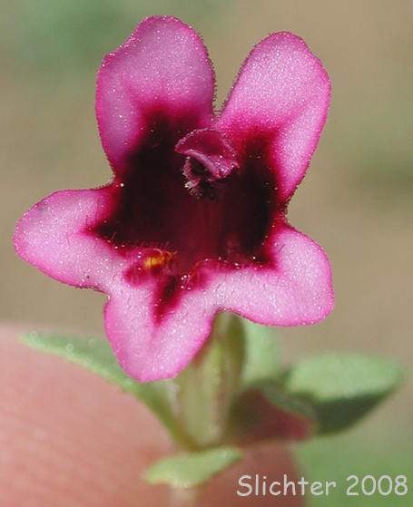 Close-up of the flower of Dwarf Monkeyflower, Dwarf Purple Monkeyflower, Dwarf Purple Monkey Flower: Diplacus nanus (Synonyms: Mimulus nanus, Mimulus nanus ssp. nanus, Mimulus nanus var. nanus)