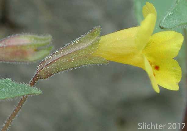 Stalk-leaved Monkeyflower: Erythranthe patula (Synonym: Mimulus patulus ssp. patulus, Mimulus patulus var. patulus, Mimulus patula)