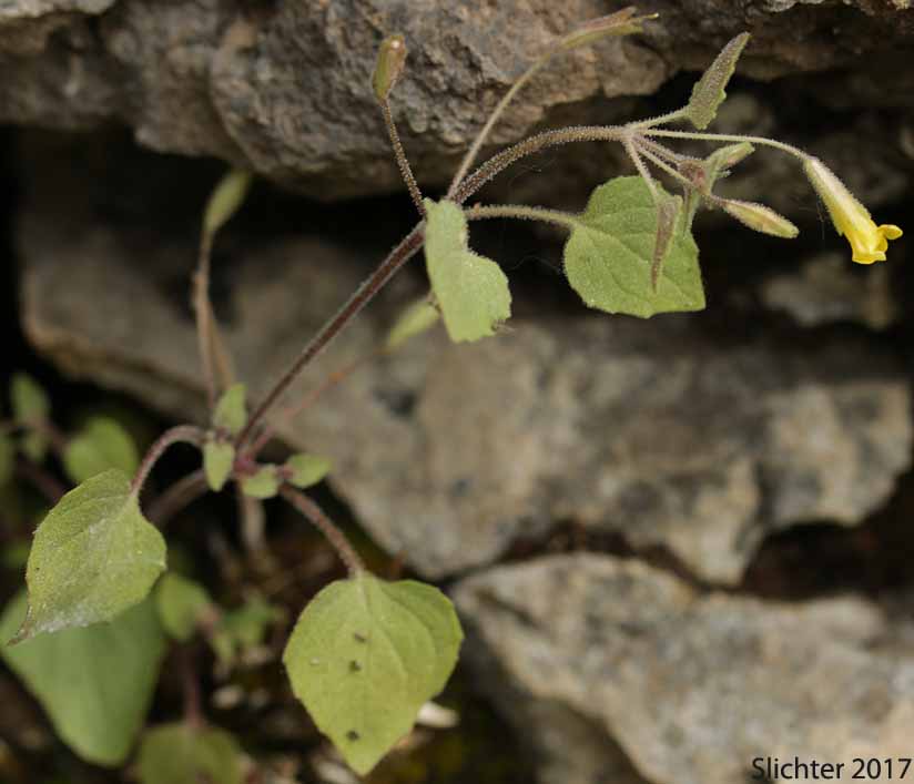 Stalk-leaved Monkeyflower: Erythranthe patula (Synonym: Mimulus patulus ssp. patulus, Mimulus patulus var. patulus, Mimulus patula)