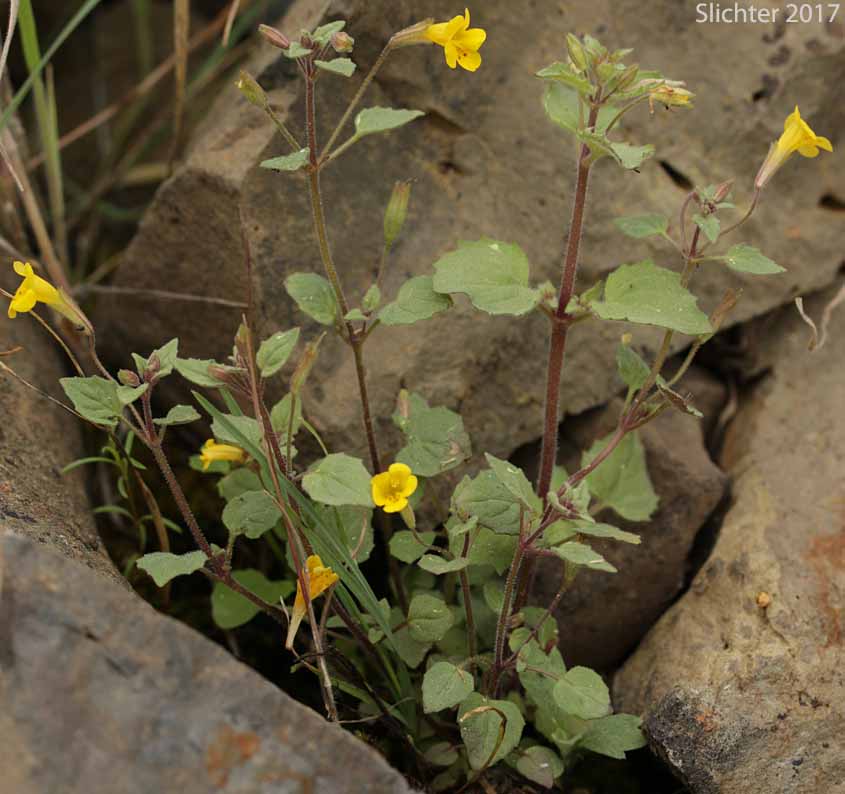 Stalk-leaved Monkeyflower: Erythranthe patula (Synonym: Mimulus patulus ssp. patulus, Mimulus patulus var. patulus, Mimulus patula)