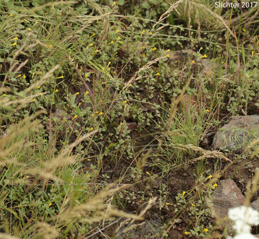 Habitat of Stalk-leaved Monkeyflower: Erythranthe patula (Synonym: Mimulus patulus ssp. patulus, Mimulus patulus var. patulus, Mimulus patula)
