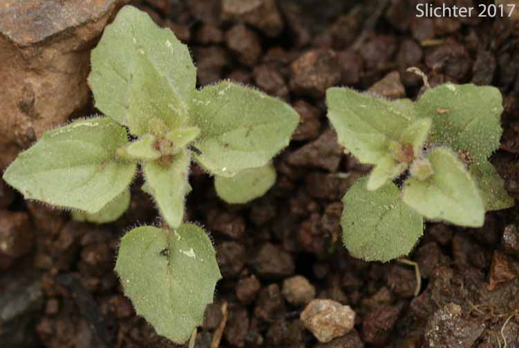 Stalk-leaved Monkeyflower: Erythranthe patula (Synonym: Mimulus patulus ssp. patulus, Mimulus patulus var. patulus, Mimulus patula)