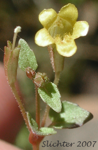 Stalk-leaved Monkeyflower: Erythranthe patula (Synonym: Mimulus patulus ssp. patulus, Mimulus patulus var. patulus, Mimulus patula)