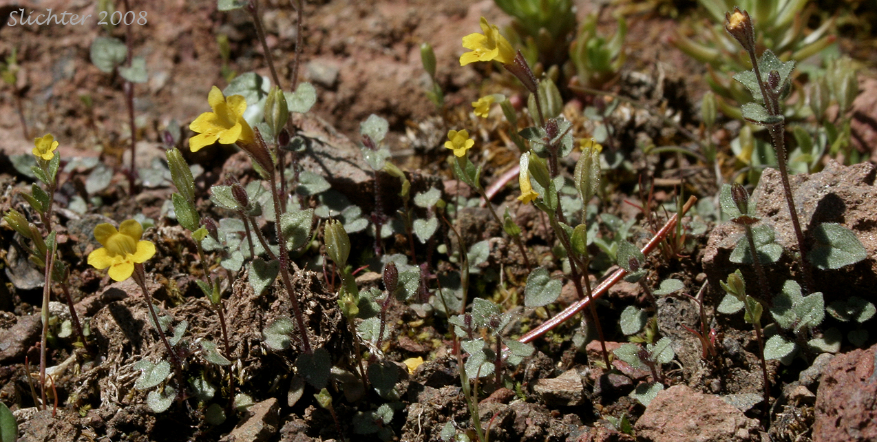 Stalk-leaved Monkeyflower: Erythranthe patula (Synonym: Mimulus patulus ssp. patulus, Mimulus patulus var. patulus, Mimulus patula)