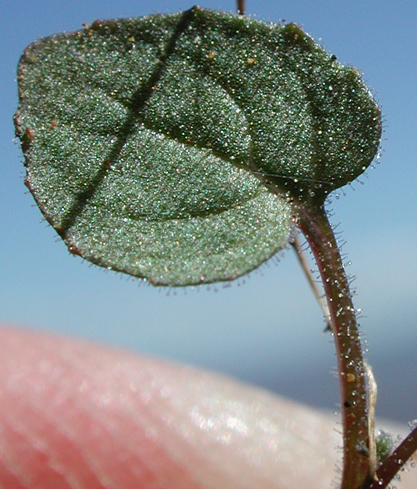 Basal leaf of Stalk-leaved Monkeyflower: Erythranthe patula (Synonym: Mimulus patulus ssp. patulus, Mimulus patulus var. patulus, Mimulus patula)