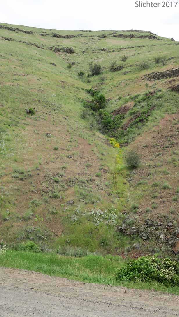 Habitat of Stalk-leaved Monkeyflower: Erythranthe patula (Synonym: Mimulus patulus ssp. patulus, Mimulus patulus var. patulus, Mimulus patula)