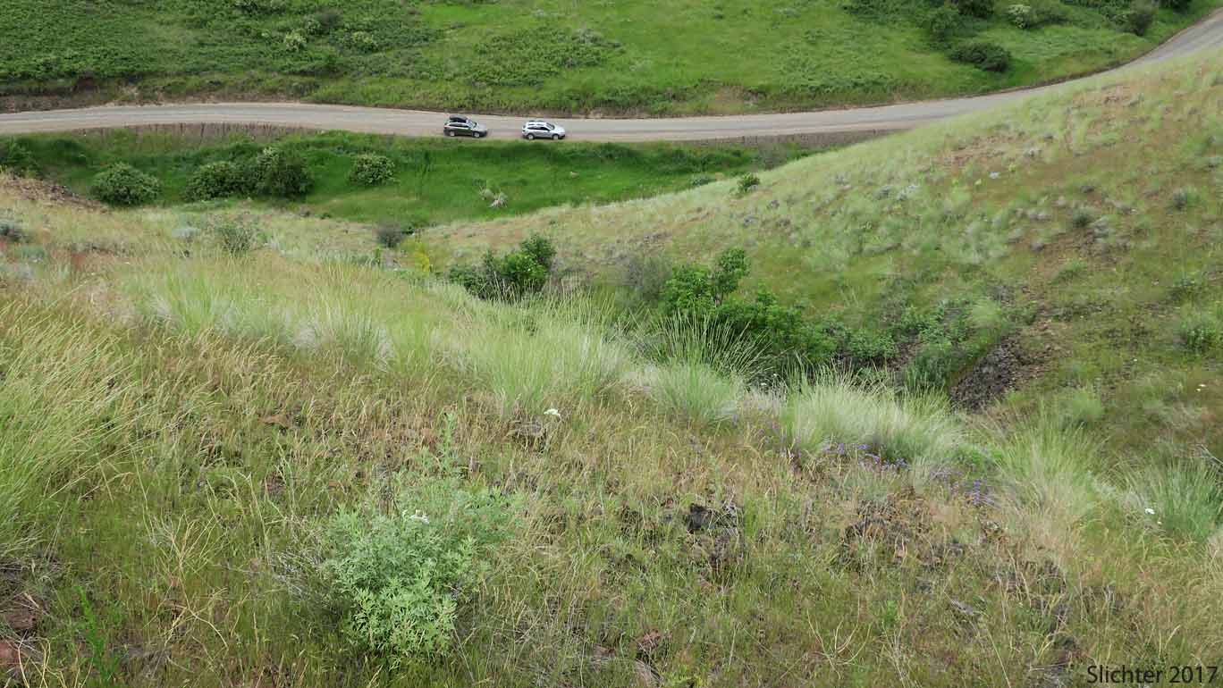 Habitat of Stalk-leaved Monkeyflower: Erythranthe patula (Synonym: Mimulus patulus ssp. patulus, Mimulus patulus var. patulus, Mimulus patula)