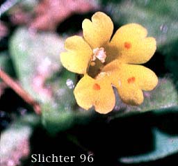 Primrose Monkeyflower, Primrose Monkey-flower, Primrose Monkey Flower: Erythranthe primuloides (Synonyms: Mimulus pilosellus, Mimulus primuloides, Mimulus primuloides var. minimus, Mimulus primuloides var. pilosellus, Mimulus primuloides ssp. primuloides, Mimulus primuloides var. primuloides)