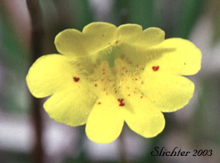 Primrose Monkeyflower, Primrose Monkey-flower, Primrose Monkeyflower, Primrose Monkey-flower, Primrose Monkey Flower: Erythranthe primuloides (Synonyms: Mimulus pilosellus, Mimulus primuloides, Mimulus primuloides var. minimus, Mimulus primuloides var. pilosellus, Mimulus primuloides ssp. primuloides, Mimulus primuloides var. primuloides)