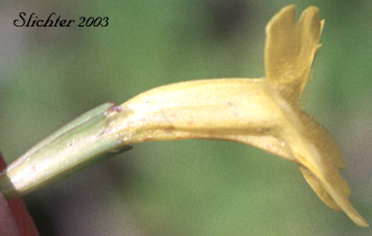Close-up sideview of the flower of Primrose Monkeyflower, Primrose Monkey-flower, Primrose Monkey Flower: Erythranthe primuloides (Synonyms: Mimulus pilosellus, Mimulus primuloides, Mimulus primuloides var. minimus, Mimulus primuloides var. pilosellus, Mimulus primuloides ssp. primuloides, Mimulus primuloides var. primuloides)