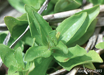 Stem leaves of Primrose Monkeyflower, Primrose Monkey-flower, Primrose Monkey Flower: Erythranthe primuloides (Synonyms: Mimulus pilosellus, Mimulus primuloides, Mimulus primuloides var. minimus, Mimulus primuloides var. pilosellus, Mimulus primuloides ssp. primuloides, Mimulus primuloides var. primuloides)