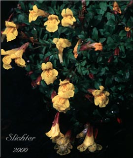 Large Mountain Monkey Flower, Large Mountain Monkey-flower, Tiling's Monkeyflower, Tiling's Monkey-flower: Erythranthe tilingii (Synonyms: Mimulus implexus, Mimulus tilingii, Mimulus tilingii var. tilingii)