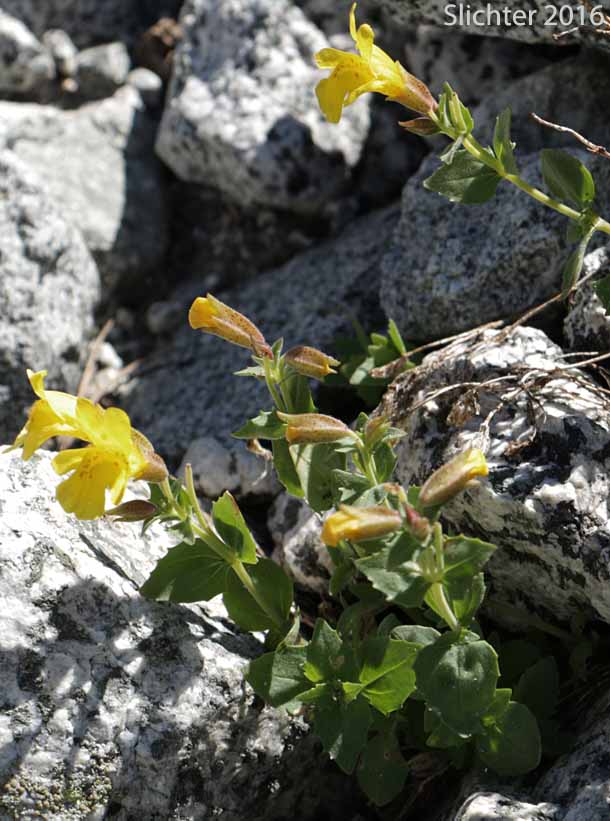 Musk Monkeyflower, Musk-flower Monkeyflower, Musk-flowered Monkey Flower, Sticky Monkey-flower: Erythranthe moschata (Synonyms: Mimulus moschatus, Mimulus moschatus var. moschatus, Mimulus moschatus var. pallidiflorus, Mimulus moschatus var. sessilifolius)