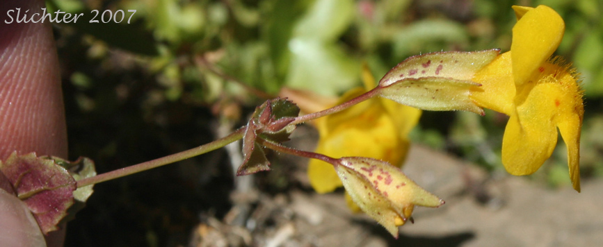 Large Mountain Monkey Flower, Large Mountain Monkey-flower, Tiling's Monkeyflower, Tiling's Monkey-flower: Erythranthe tilingii (Synonyms: Mimulus implexus, Mimulus tilingii, Mimulus tilingii var. tilingii)