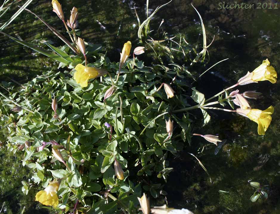 Large Mountain Monkey Flower, Large Mountain Monkey-flower, Tiling's Monkeyflower, Tiling's Monkey-flower: Erythranthe tilingii (Synonyms: Mimulus implexus, Mimulus tilingii, Mimulus tilingii var. tilingii)