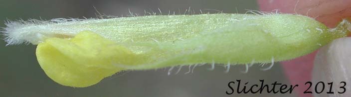 Flower of Grand Coulee Owl-clover: Orthocarpus barbatus