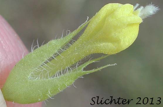 Underside of a flower of Grand Coulee Owl-clover: Orthocarpus barbatus