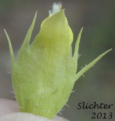 Bract of Grand Coulee Owl-clover: Orthocarpus barbatus