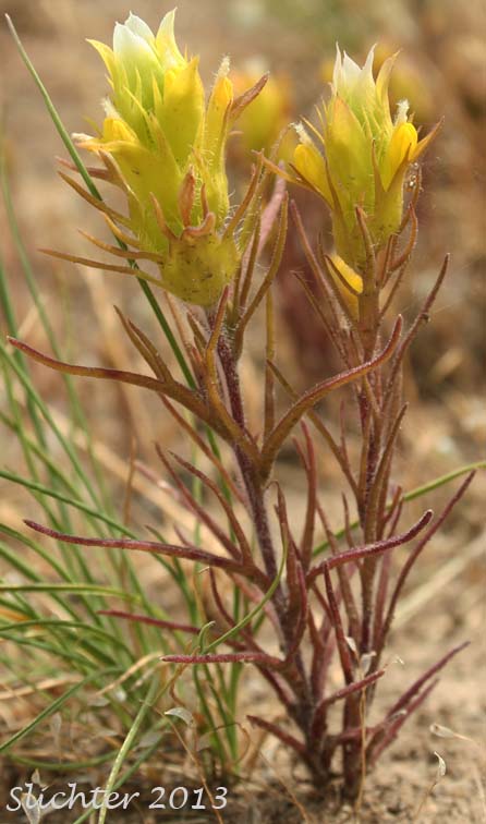 Grand Coulee Owl-clover: Orthocarpus barbatus