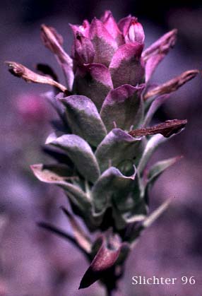 Orthocarpus cuspidatus ssp. copelandii