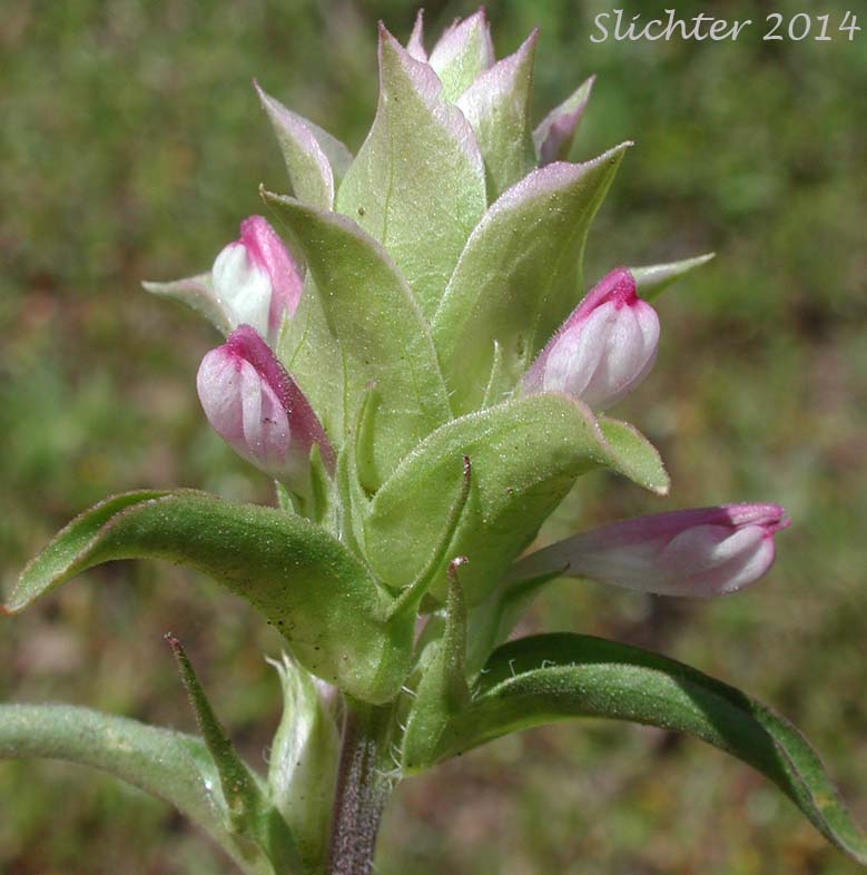 Cryptantha Owl's-clover, Hidden-flowered Owl Clover: Orthocarpus cuspidatus ssp. cryptanthus (Synonym: Orthocarpus copelandii var. cryptanthus)