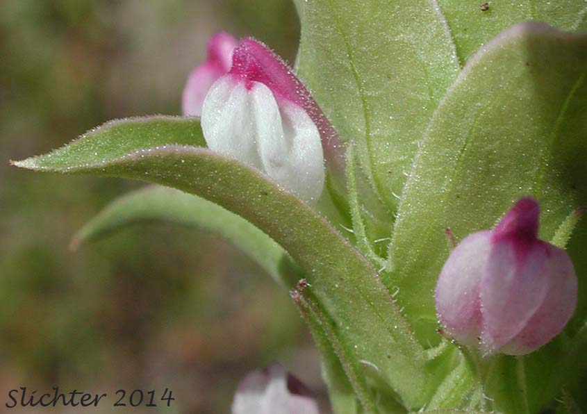 Flowers of Cryptantha Owl's-clover, Hidden-flowered Owl Clover: Orthocarpus cuspidatus ssp. cryptanthus (Synonym: Orthocarpus copelandii var. cryptanthus)