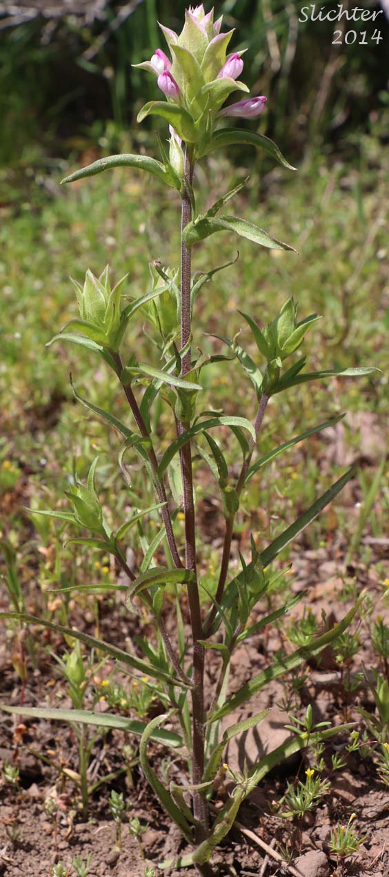 Cryptantha Owl's-clover, Hidden-flowered Owl Clover: Orthocarpus cuspidatus ssp. cryptanthus (Synonym: Orthocarpus copelandii var. cryptanthus)