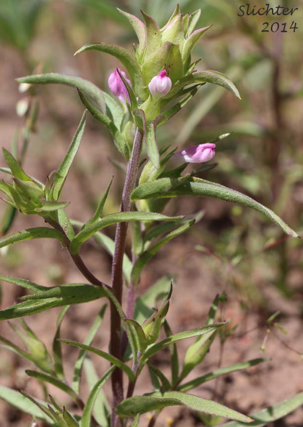 Cryptantha Owl's-clover, Hidden-flowered Owl Clover: Orthocarpus cuspidatus ssp. cryptanthus (Synonym: Orthocarpus copelandii var. cryptanthus)