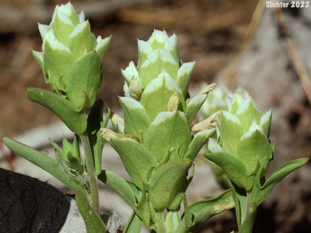 Cryptantha Owl's-clover, Hidden-flowered Owl Clover: Orthocarpus cuspidatus ssp. cryptanthus (Synonym: Orthocarpus copelandii var. cryptanthus)