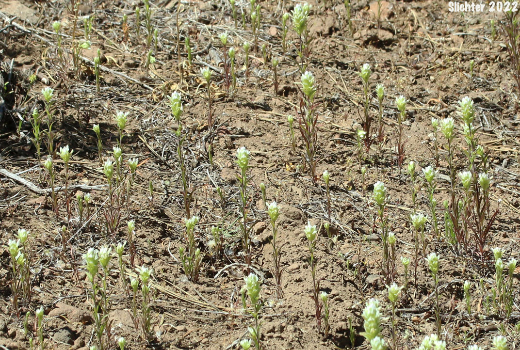 Cryptantha Owl's-clover, Hidden-flowered Owl Clover: Orthocarpus cuspidatus ssp. cryptanthus (Synonym: Orthocarpus copelandii var. cryptanthus)