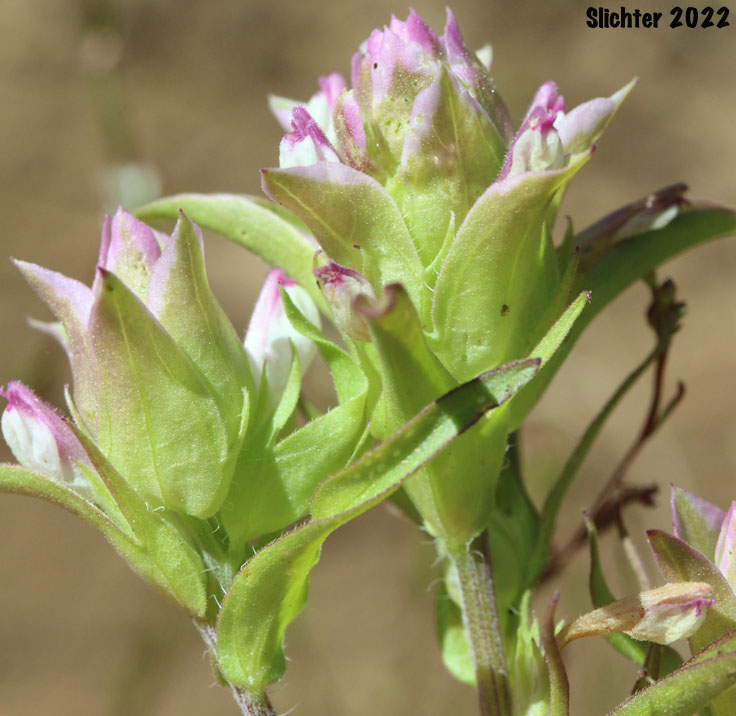 Cryptantha Owl's-clover, Hidden-flowered Owl Clover: Orthocarpus cuspidatus ssp. cryptanthus (Synonym: Orthocarpus copelandii var. cryptanthus)