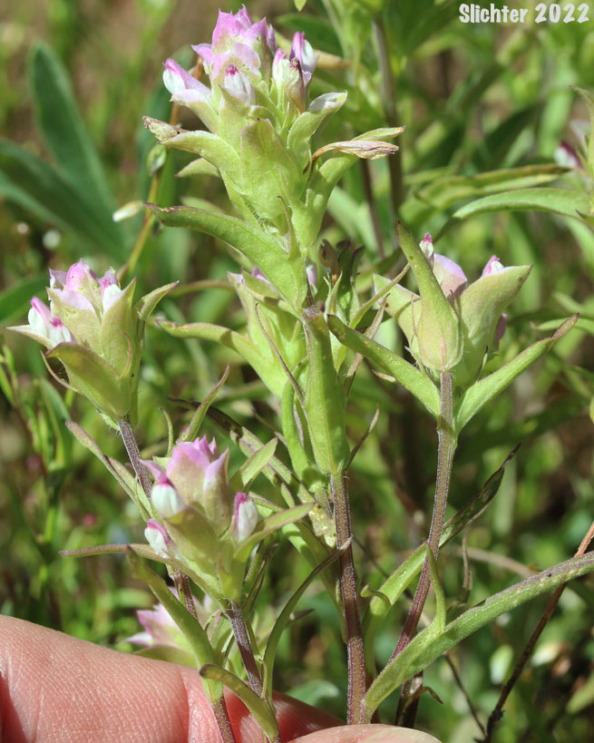 Cryptantha Owl's-clover, Hidden-flowered Owl Clover: Orthocarpus cuspidatus ssp. cryptanthus (Synonym: Orthocarpus copelandii var. cryptanthus)