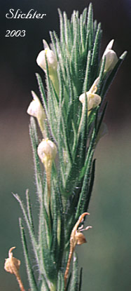 Annual White Paintbrush, Hairy Indian Paintbrush, Hairy Owl-clover, Thin Paintbrush: Castilleja tenuis (Synonyms: Orthocarpus hispidus, Orthocarpus rarior, Orthocarpus tenuis, Triphysaria hispida)