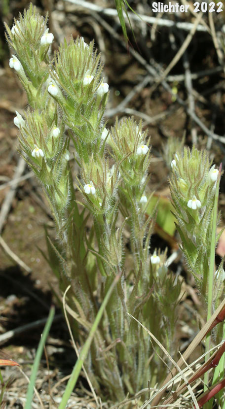 Annual White Paintbrush, Hairy Indian Paintbrush, Hairy Owl-clover, Thin Paintbrush: Castilleja tenuis (Synonyms: Orthocarpus hispidus, Orthocarpus rarior, Orthocarpus tenuis, Triphysaria hispida)