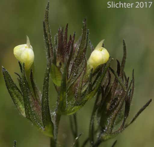 Annual White Paintbrush, Hairy Indian Paintbrush, Hairy Owl-clover, Thin Paintbrush: Castilleja tenuis (Synonyms: Orthocarpus hispidus, Orthocarpus rarior, Orthocarpus tenuis, Triphysaria hispida)
