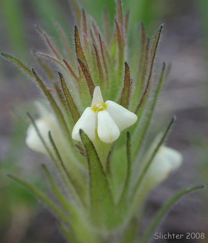 Annual White Paintbrush, Hairy Indian Paintbrush, Hairy Owl-clover, Thin Paintbrush: Castilleja tenuis (Synonyms: Orthocarpus hispidus, Orthocarpus rarior, Orthocarpus tenuis, Triphysaria hispida)